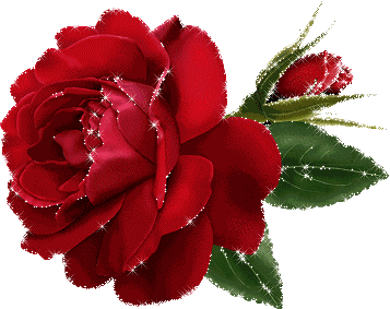 a beautiful red rose 